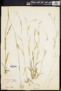 Panicum lindheimeri image