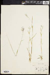 Panicum lindheimeri image