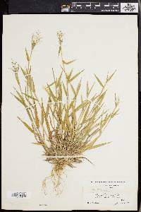 Panicum lindheimeri image