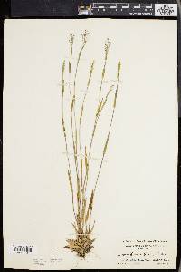 Panicum lindheimeri image