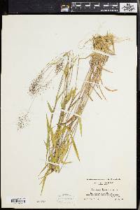 Panicum lindheimeri image