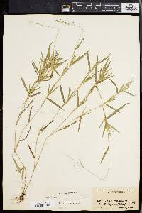 Panicum lindheimeri image