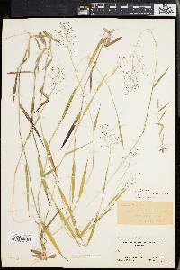 Panicum lindheimeri image