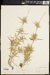 Panicum lindheimeri image