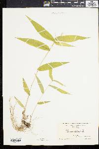 Panicum latifolium image