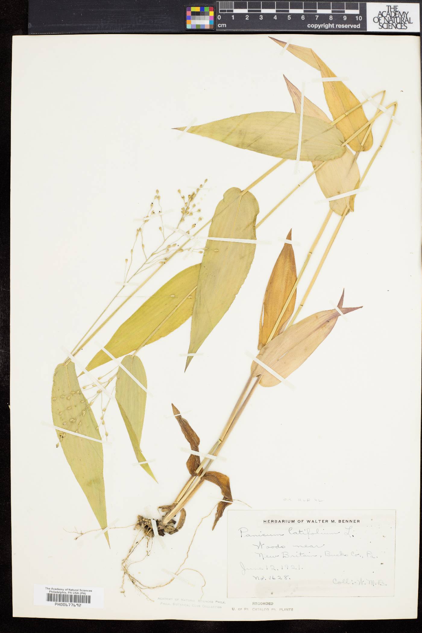 Dichanthelium latifolium image