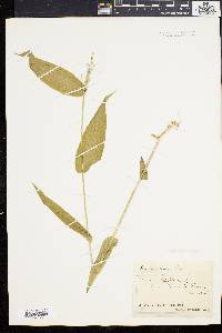 Panicum latifolium image