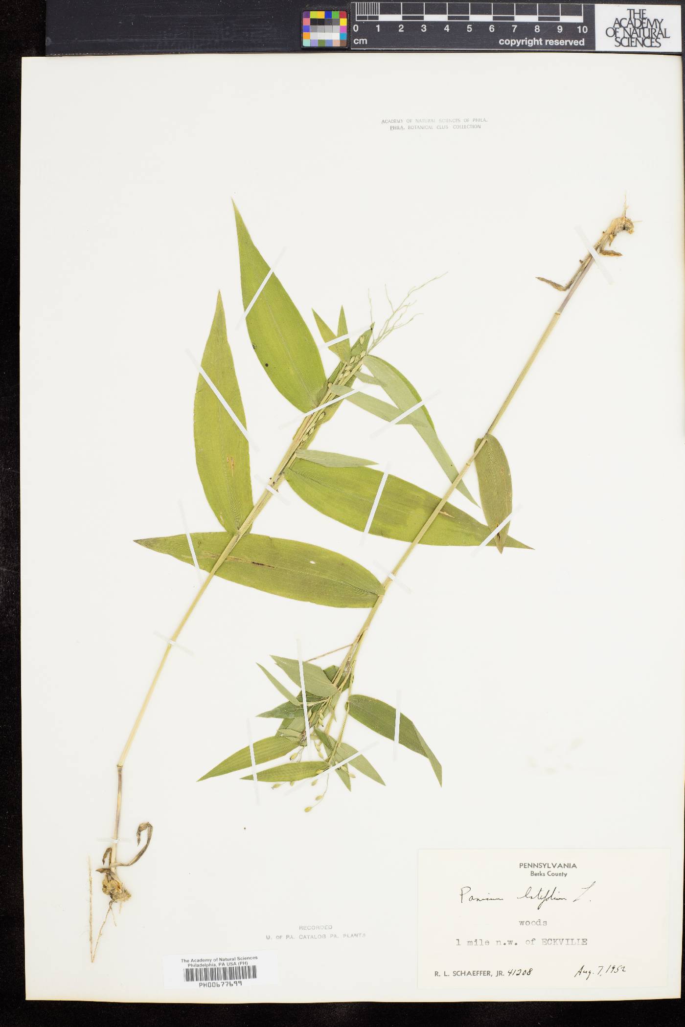 Dichanthelium latifolium image