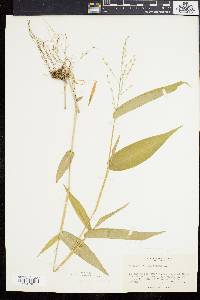 Dichanthelium latifolium image