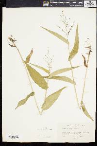 Panicum latifolium image