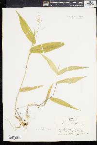 Panicum latifolium image