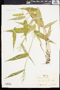 Panicum latifolium image