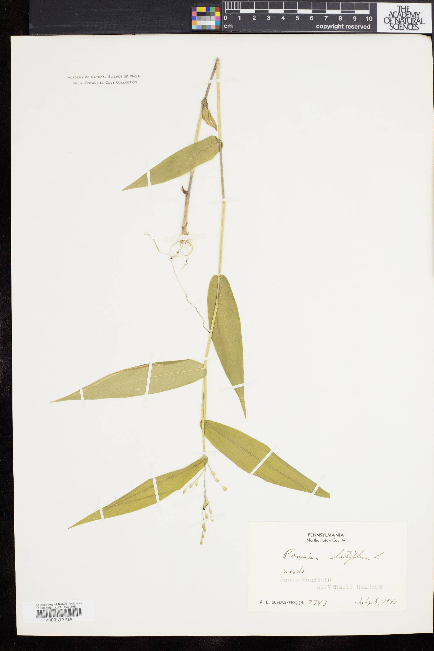 Dichanthelium latifolium image