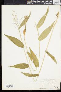 Panicum latifolium image