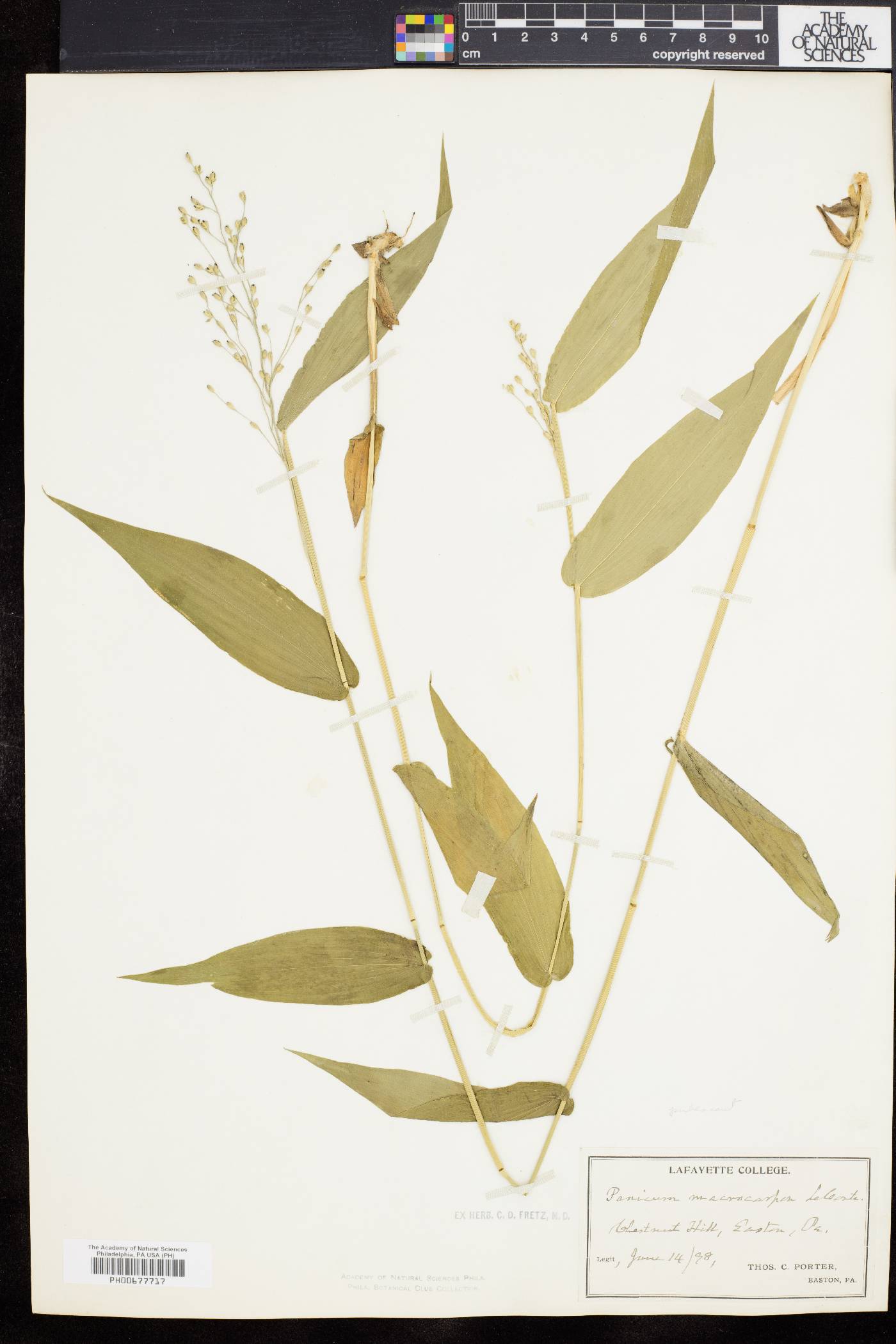 Dichanthelium latifolium image