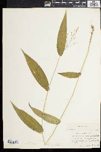 Panicum latifolium image