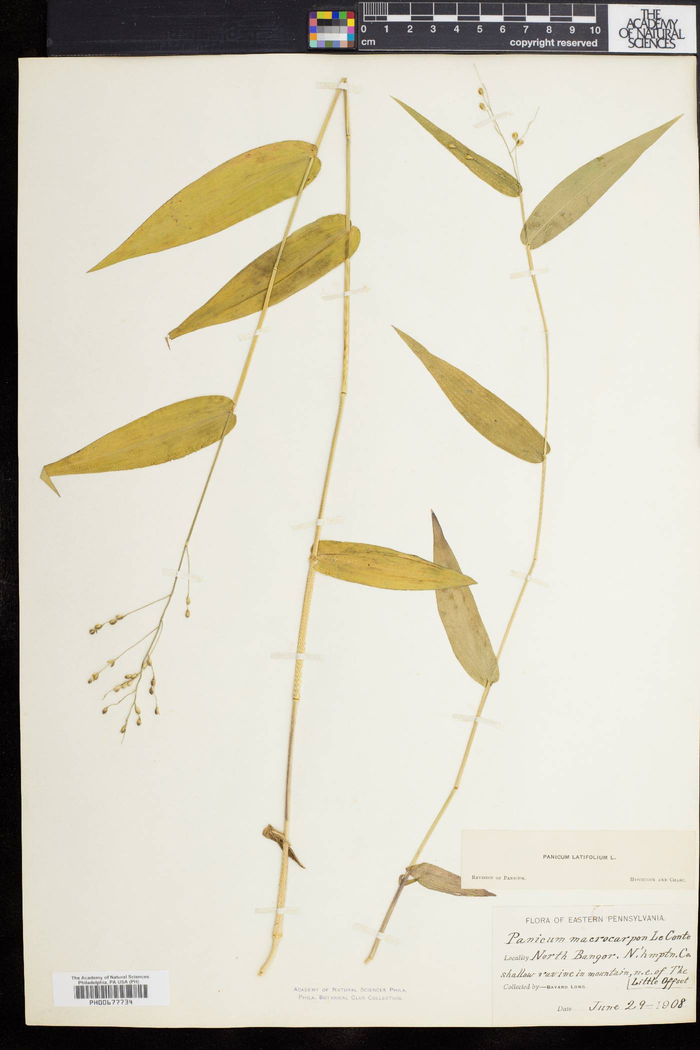 Dichanthelium latifolium image