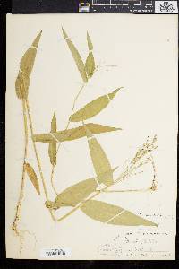 Dichanthelium latifolium image