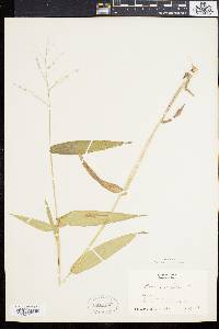 Panicum latifolium image