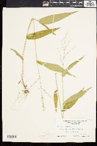 Panicum latifolium image