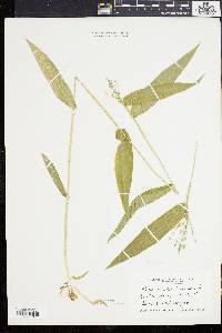 Panicum latifolium image