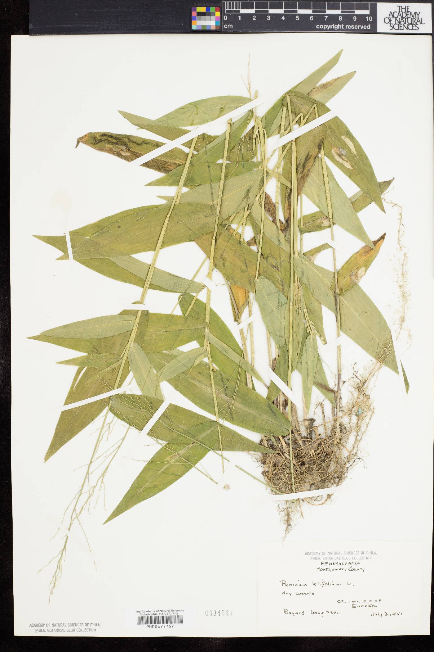 Dichanthelium latifolium image