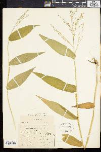 Panicum latifolium image