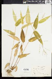 Panicum latifolium image