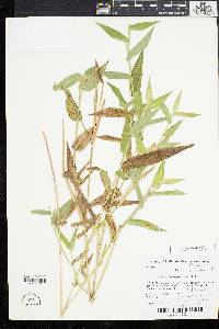 Dichanthelium latifolium image