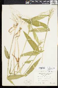 Dichanthelium latifolium image