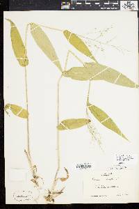 Panicum latifolium image