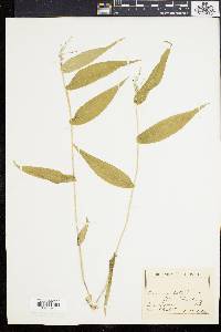 Dichanthelium latifolium image