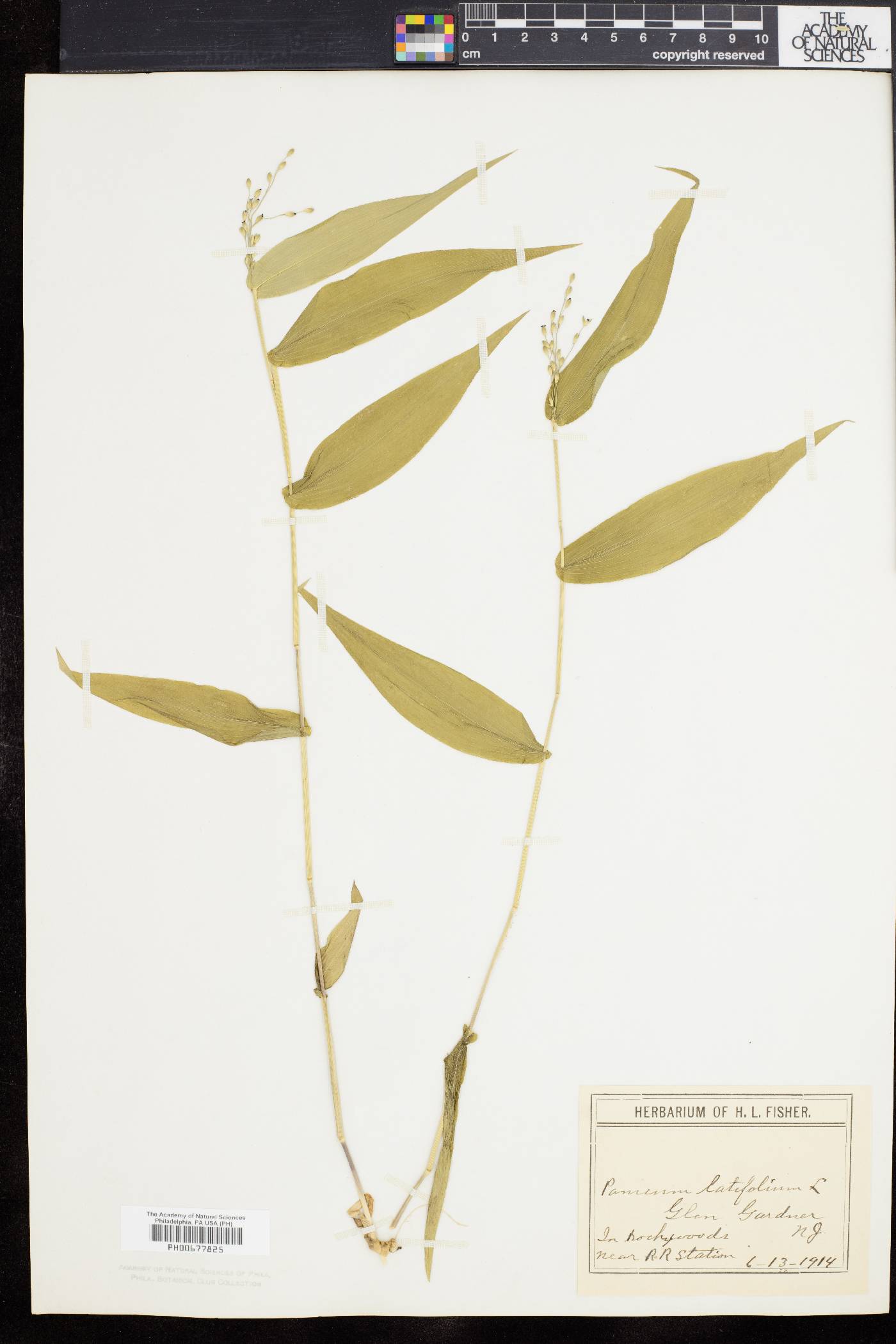 Dichanthelium latifolium image