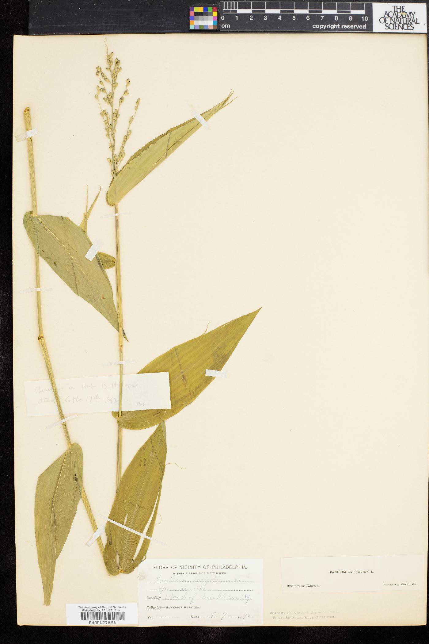 Dichanthelium latifolium image