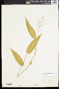 Panicum latifolium image