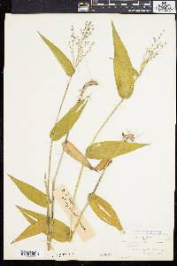 Panicum latifolium image