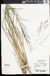 Coleataenia longifolia image