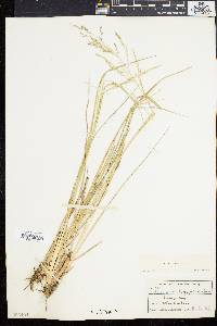 Coleataenia longifolia image