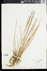 Coleataenia longifolia image