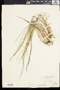 Coleataenia longifolia image