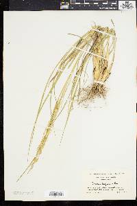 Coleataenia longifolia image