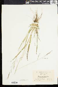 Coleataenia longifolia image