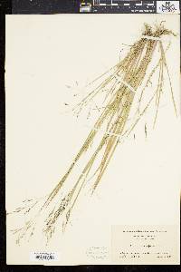 Coleataenia longifolia image