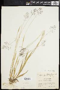 Panicum meridionale image