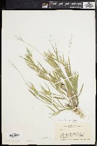 Panicum meridionale image