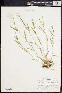 Panicum meridionale image