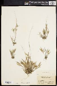 Panicum meridionale image