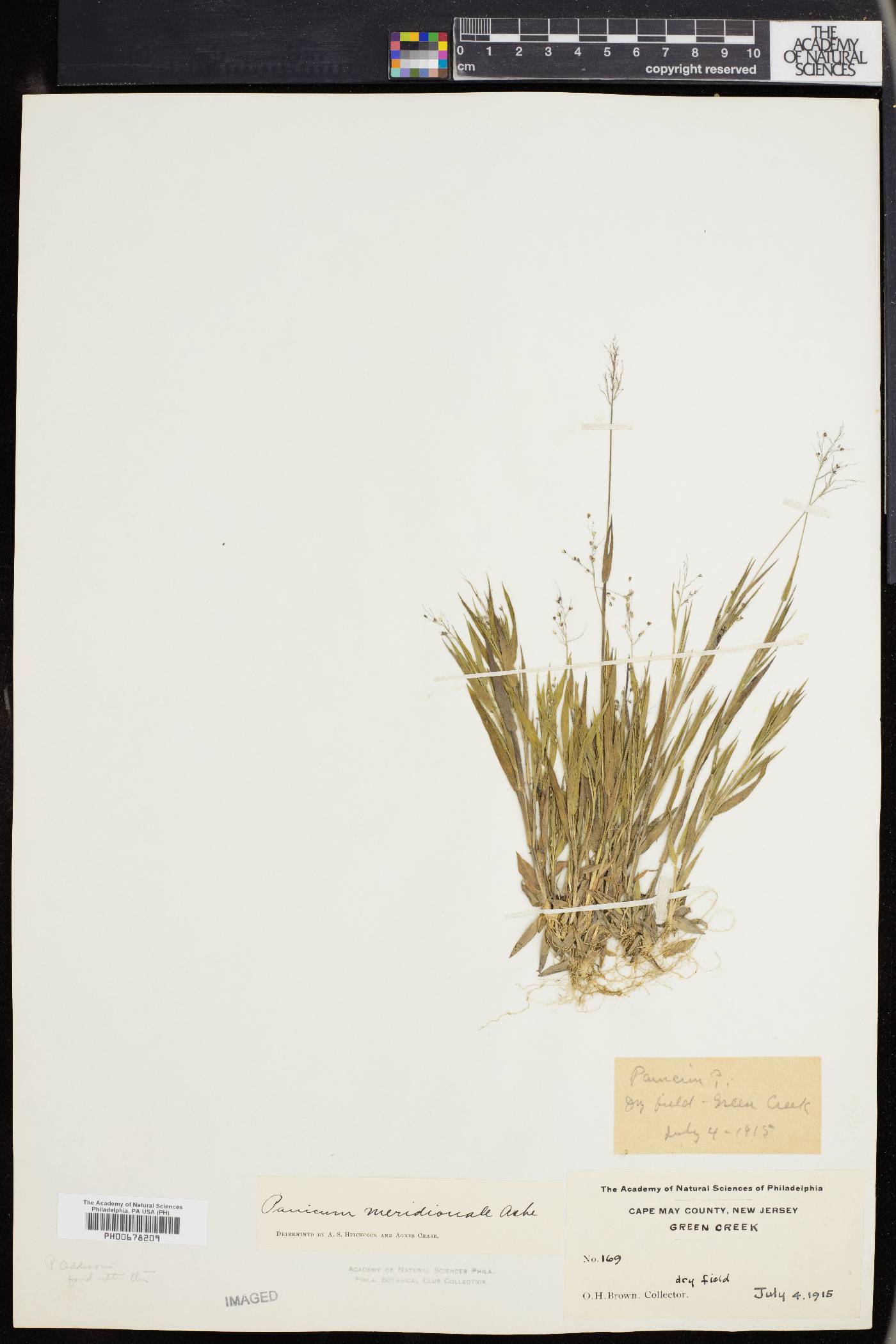 Dichanthelium meridionale image
