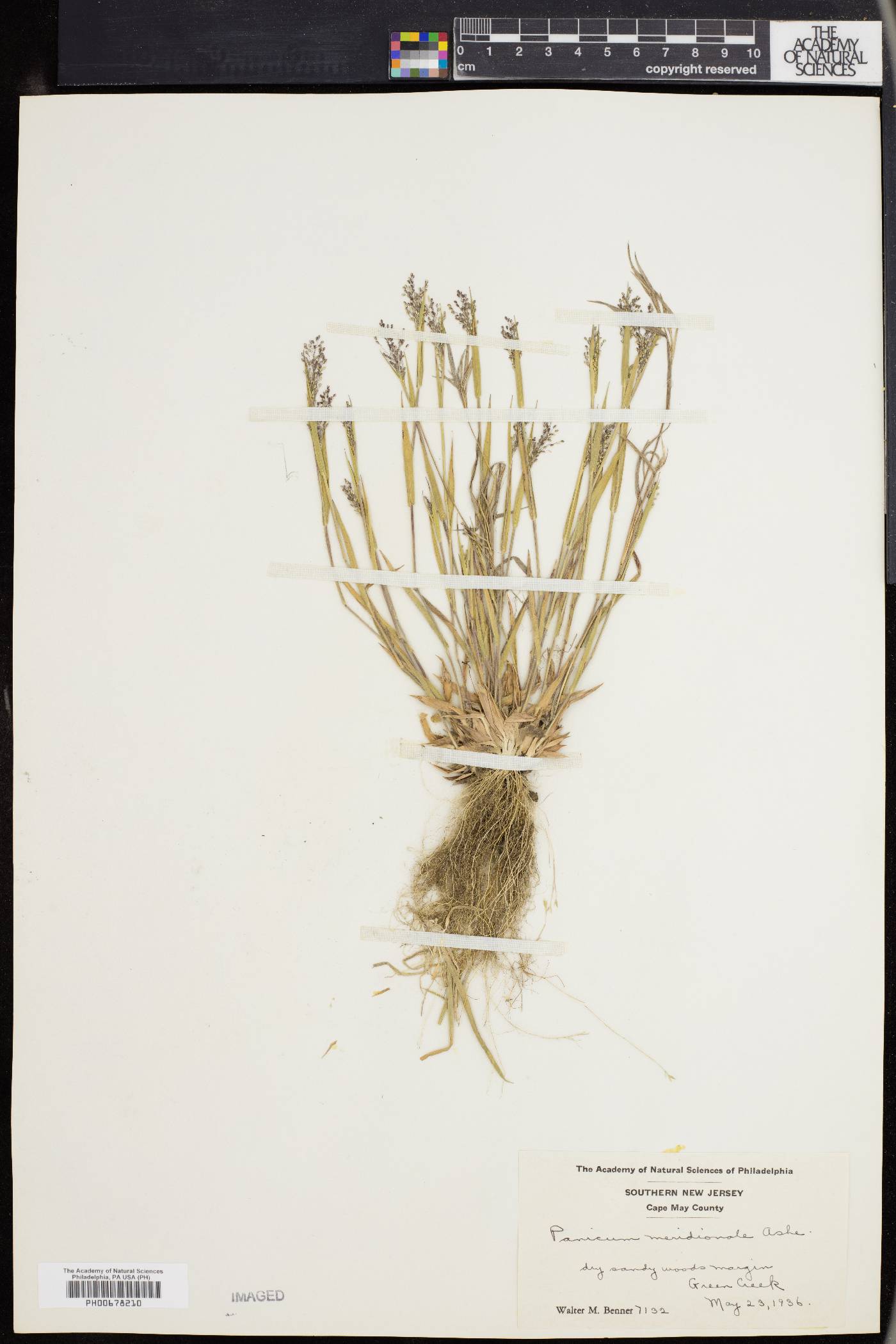 Dichanthelium meridionale image