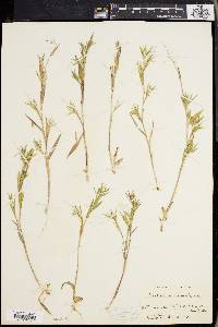 Panicum meridionale image